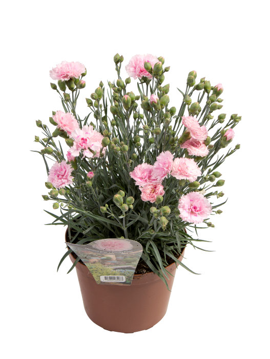 Nejlika 'Dianthus' Ø17 cm